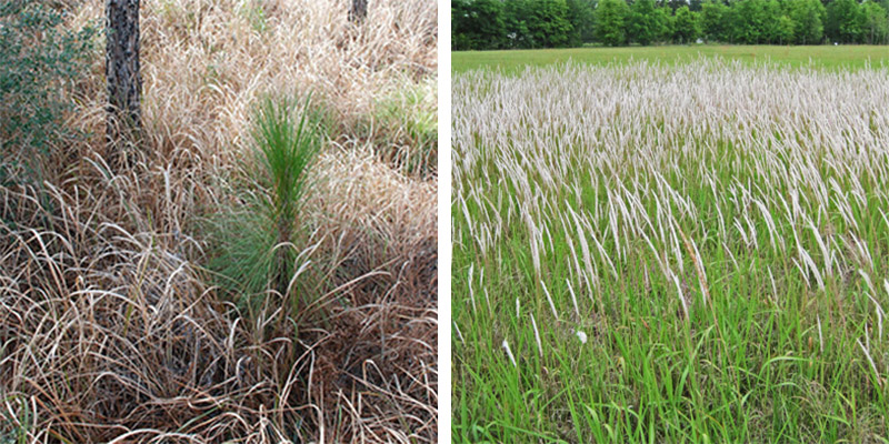 Cogongrass photo