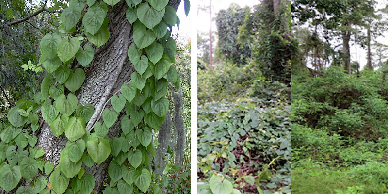 Air-potato Vine photo