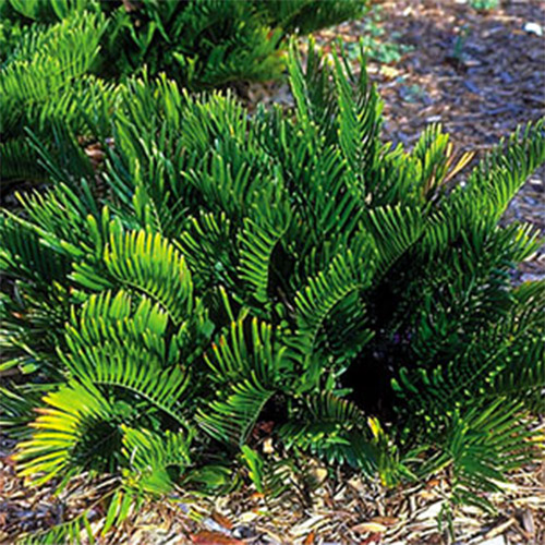 Coontie Palm photo