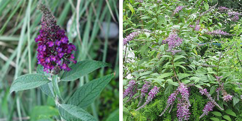 Butterfly Bush photo