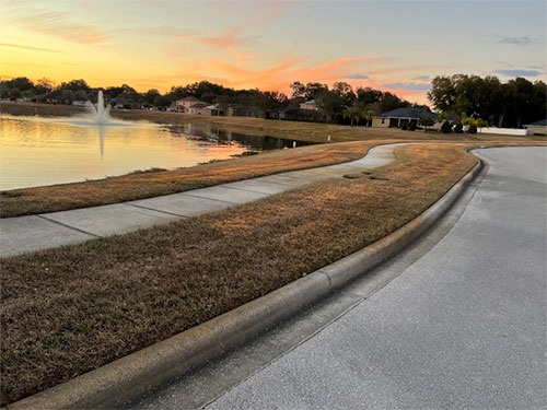 Turfgrasses photo