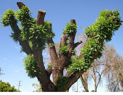 Topping a Tree