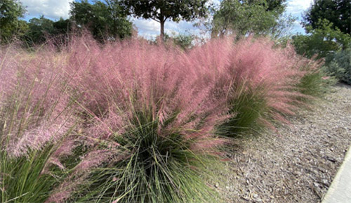 What to do in Times of Drought - Ornamental Grasses photo