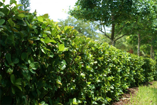 What to do in Times of Drought - Viburnum Species - Awabuki, Suspensum, Odoratissium photo