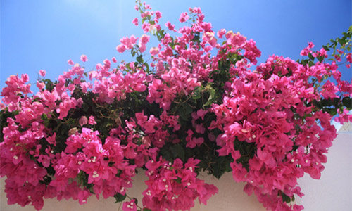 What to do in Times of Drought - Bougainvillea photo