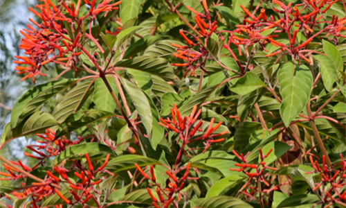 What to do in Times of Drought - Firebush photo