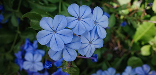 What to do in Times of Drought - Plumbago photo