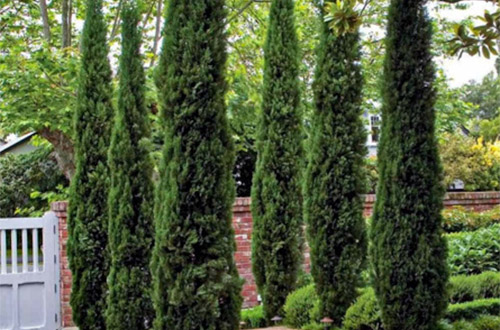 What to do in Times of Drought - Italian Cypress photo