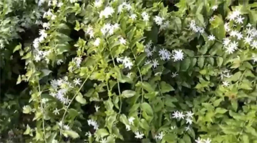 What to do in Times of Drought - Jasmine Species - Confederate, Asiatic, Star, and Downey photo