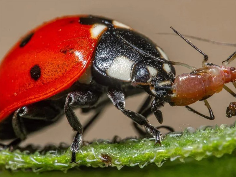 Ladybugs eating Aphids photo