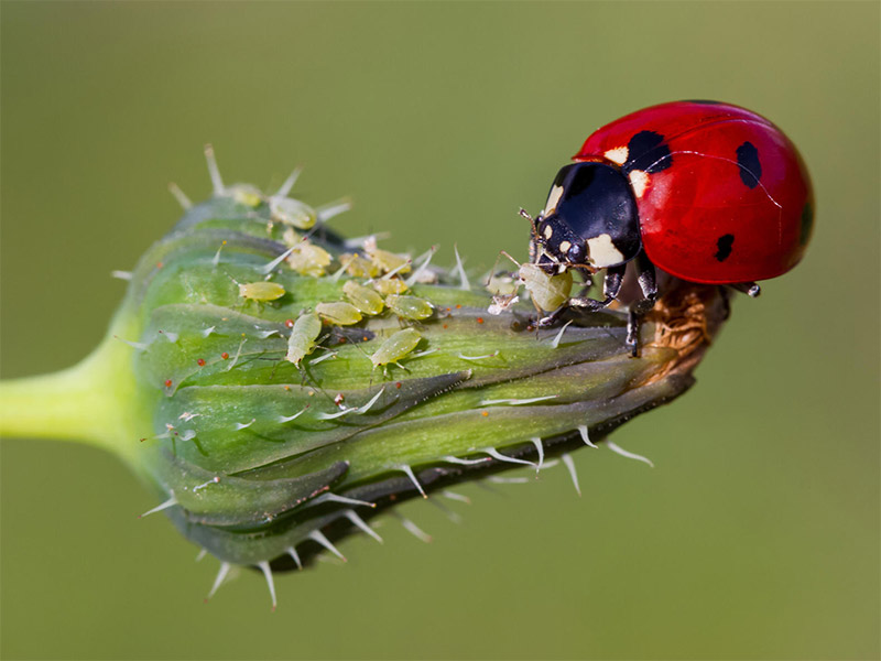 Ladybugs eating Aphids photo