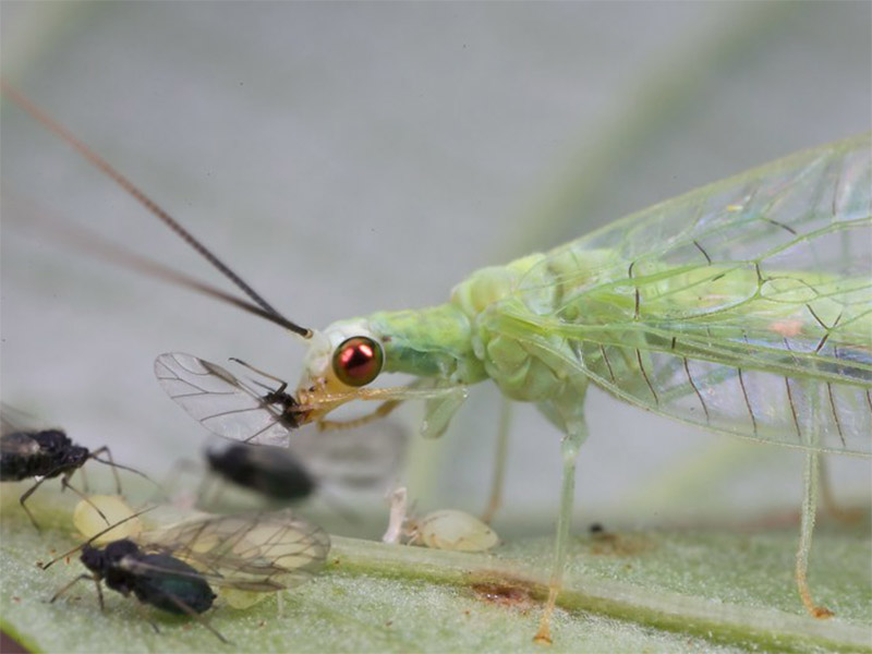 Lacewing eating Aphids photo