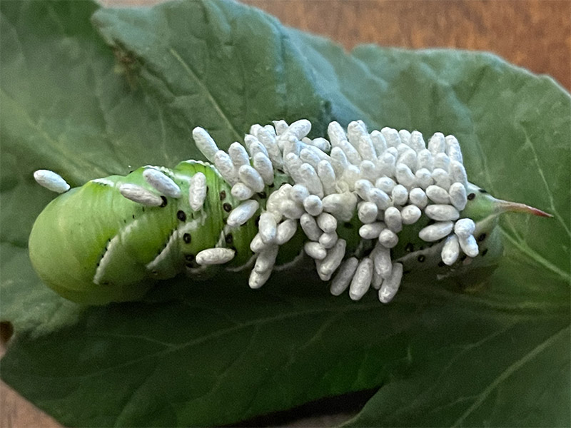 Predatory Wasp Eggs on Horn Worm photo