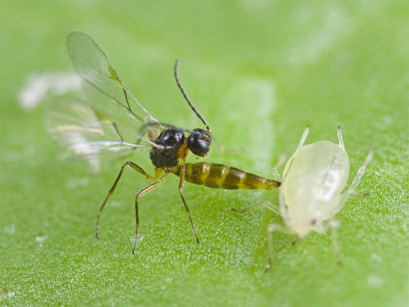 Predatory Wasp using an Aphid as a host photo