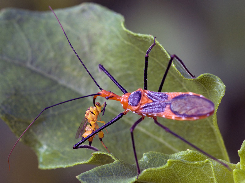 Assassin Bugs capturing prey photo