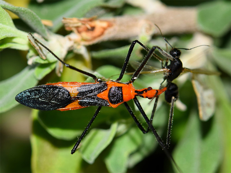 Assassin Bugs capturing prey photo