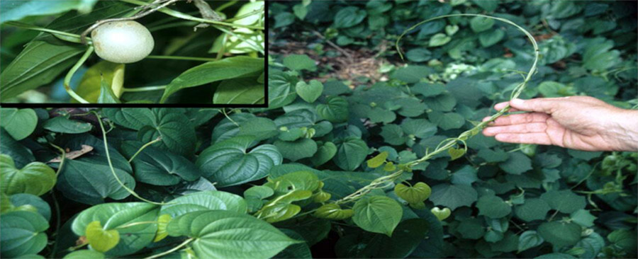 Florida's Invasive Plants - Kudzu photo