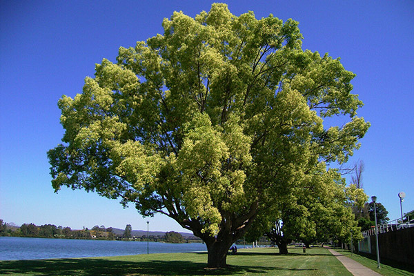 Florida's Invasive Plants - Camphor Tree photo