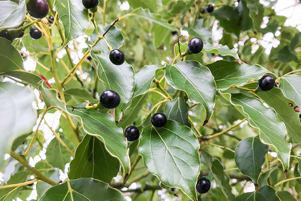 Florida's Invasive Plants - Camphor Tree photo