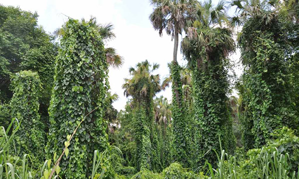 Florida's Invasive Plants - Air Potato photo