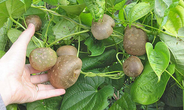 Florida's Invasive Plants - Air Potato photo