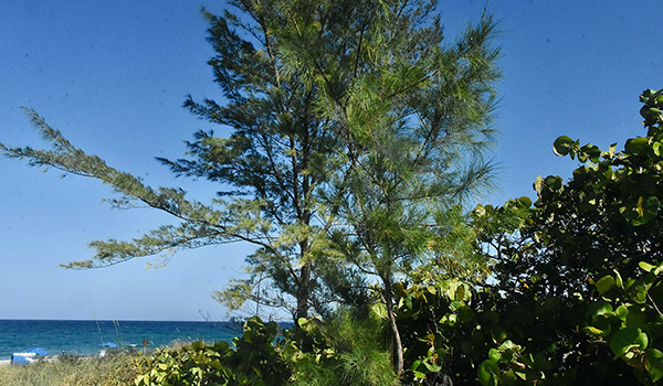 Florida's Invasive Plants - Australian Pine photo