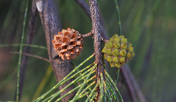 Florida's Invasive Plants - Australian Pine photo