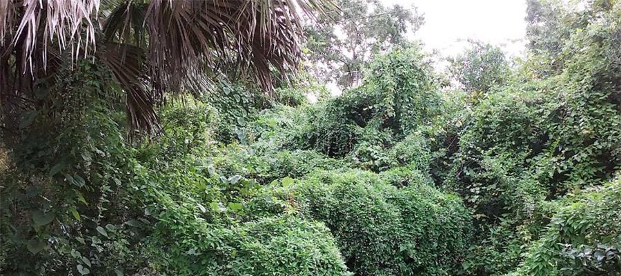 Florida's Invasive Plants - Skunk Vine photo