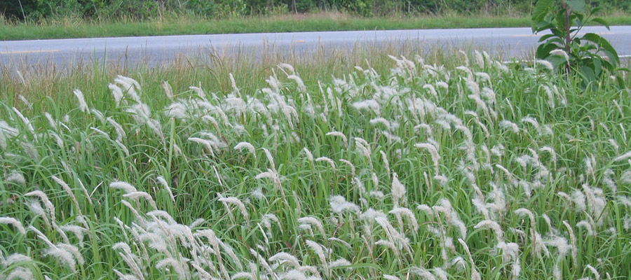 Florida's Invasive Plants - Cogon Grass photo