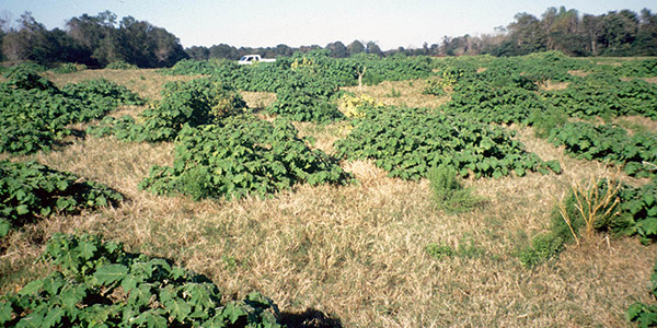 Florida's Invasive Plants - Tropical Soda Apple photo