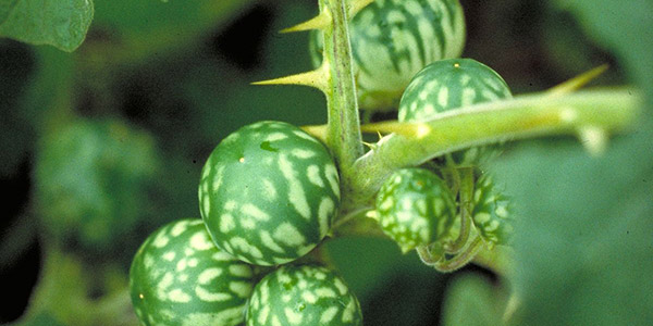 Florida's Invasive Plants - Tropical Soda Apple photo