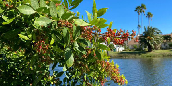 Florida's Invasive Plants - Brazilian Pepper photo