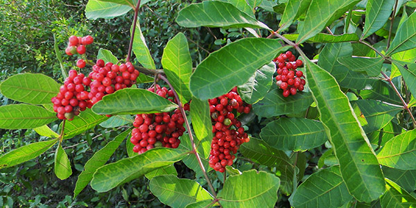 Florida's Invasive Plants - Brazilian Pepper photo