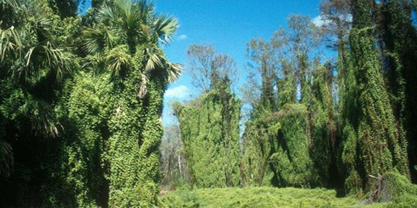 Florida's Invasive Plants - Old World Climbing Fern photo