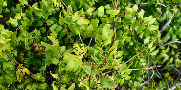 Florida's Invasive Plants - Old World Climbing Fern photo