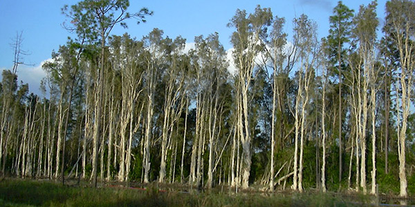 Florida's Invasive Plants - Melaleuca Tree photo