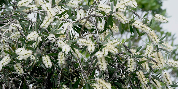 Florida's Invasive Plants - Melaleuca Tree photo