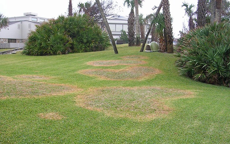 Large Patch Disease photo