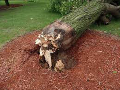 Failure of tree from excessive mulch photo