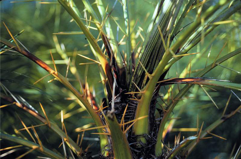 Pygmy Date Palm with reddish brown lesions photo