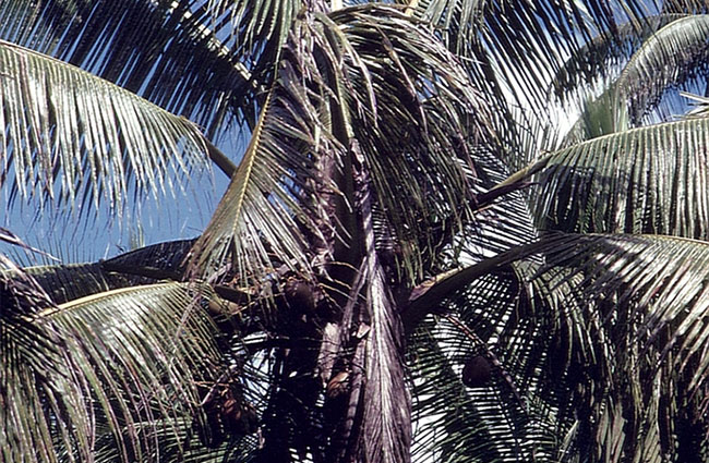 Coconut Palm Bud Rot photo