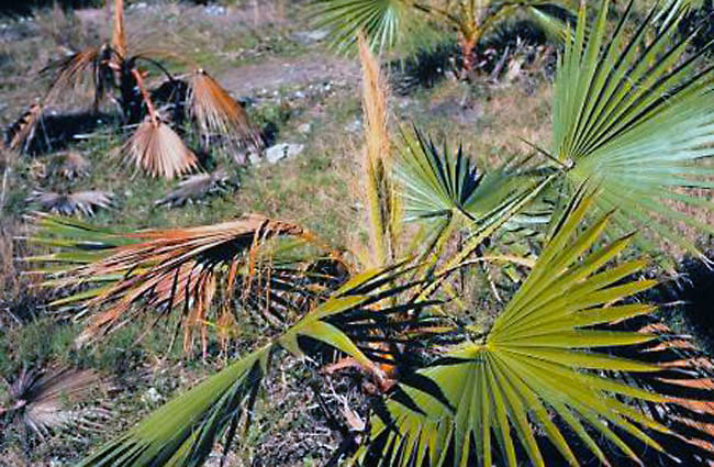 Washingtonia Palm Bud Rot photo