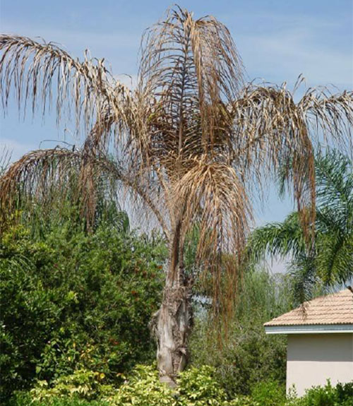 Queen Palm with Fusarium Wilt photo