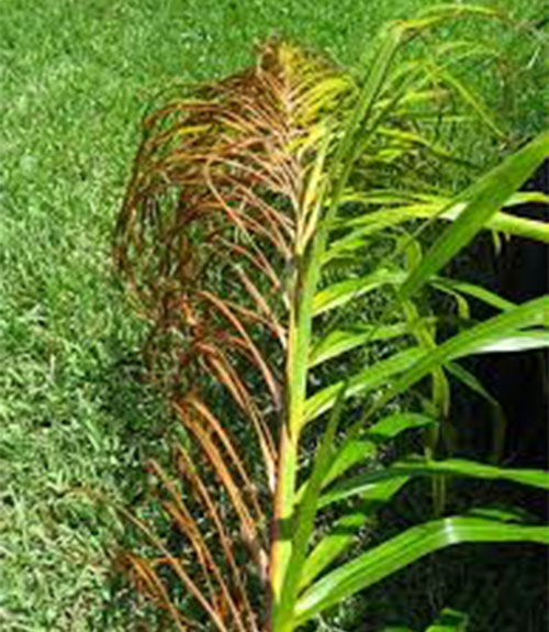 Fusarium Wilt photo