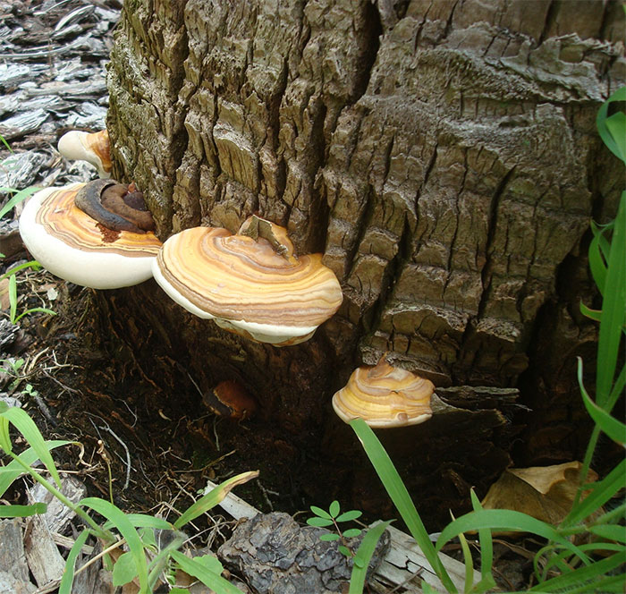 Ganoderma Conks photo