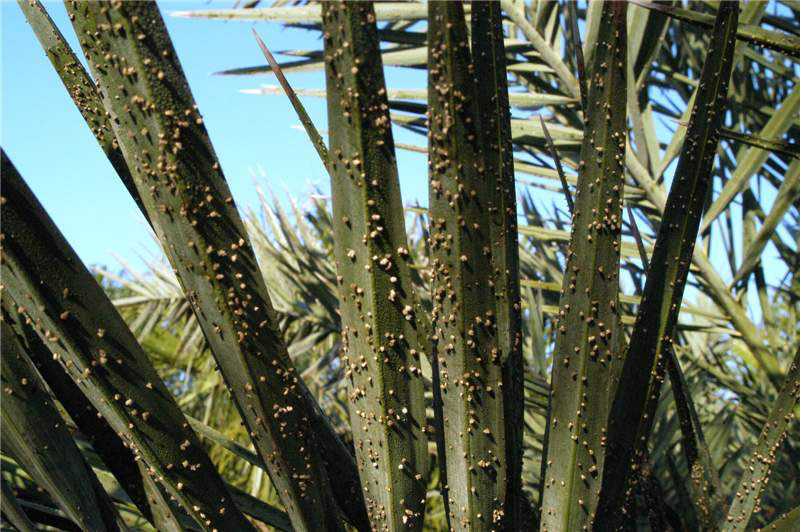 Date Palm with False Smut photo