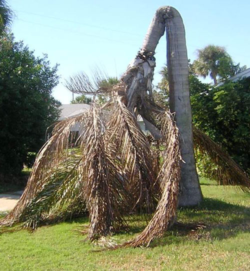 Queen Palm Trunk Rot photo