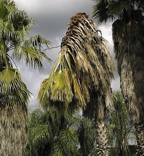 Washingtonia Palm Trunk Rot photo