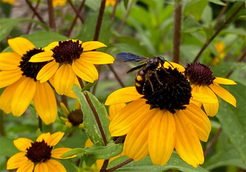 Black-Eyed Susan photo