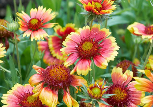 Blanket Flower photo